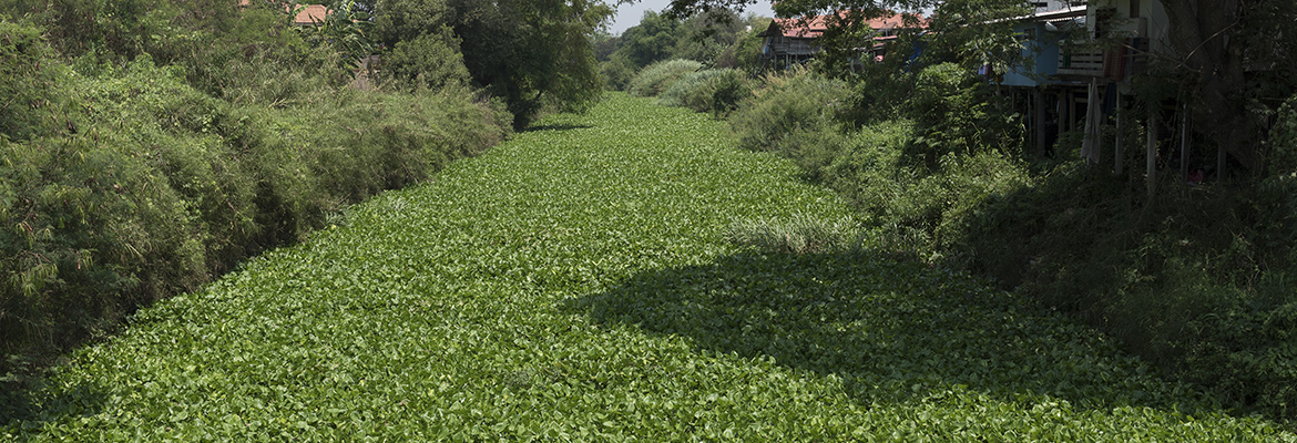 vegetation